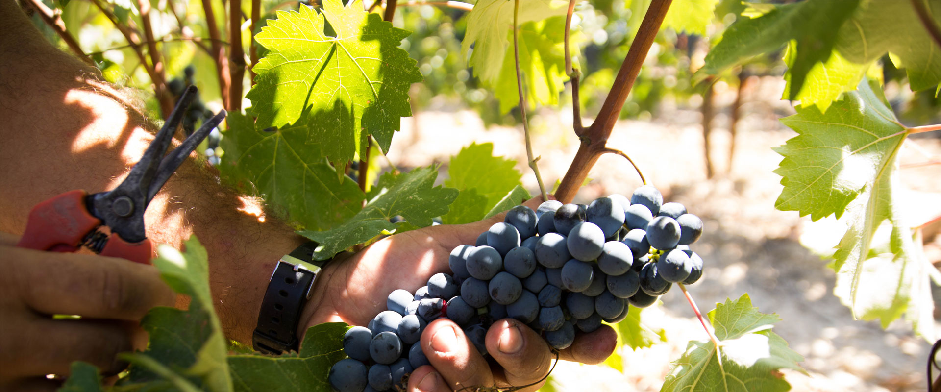 Cooperating vineyards